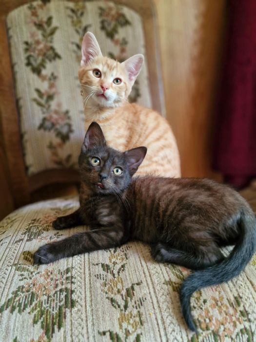 Małe kociaki szukają domów