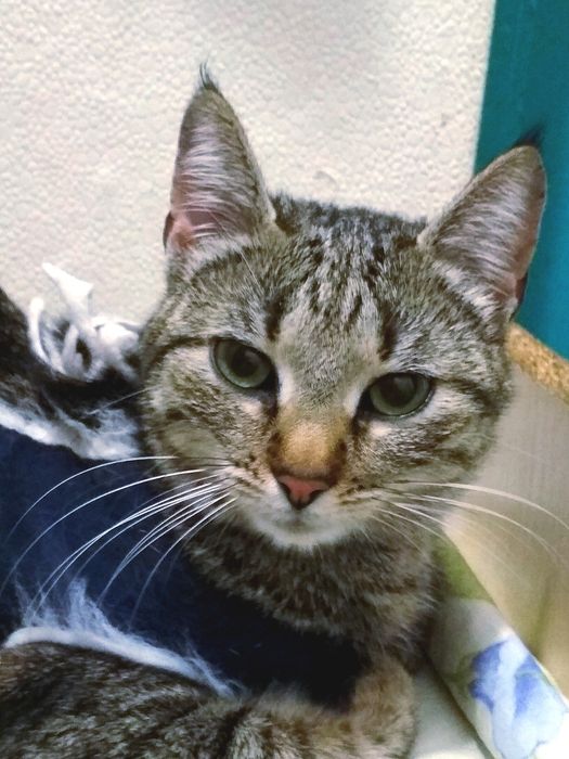 Дуже гарні киці в добрі руки