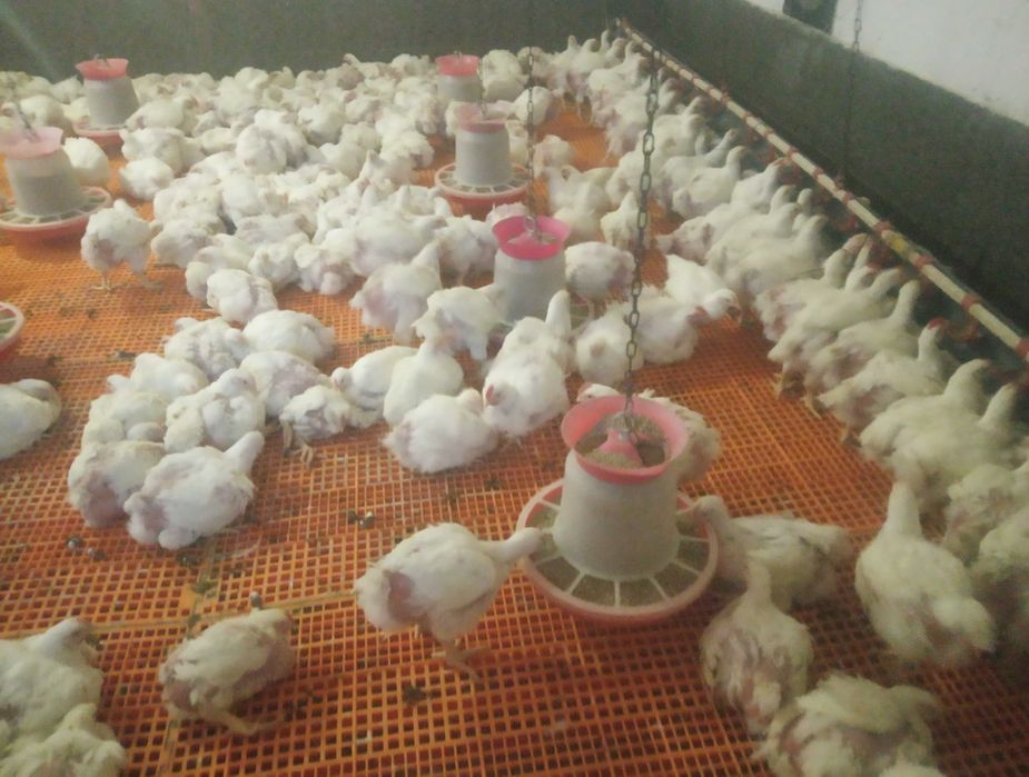 Опт і роздріб добові курчата бройлера