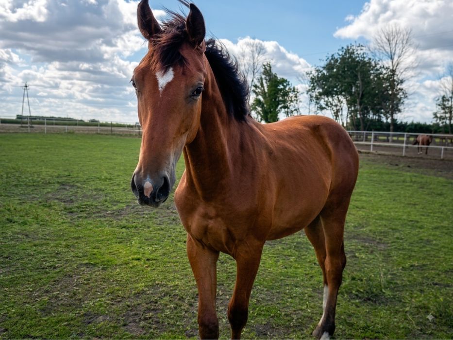 Ogierek 2025 Vincento des Fortes (Calvaro Z) x Klasyk (Elmero Ramiro Z