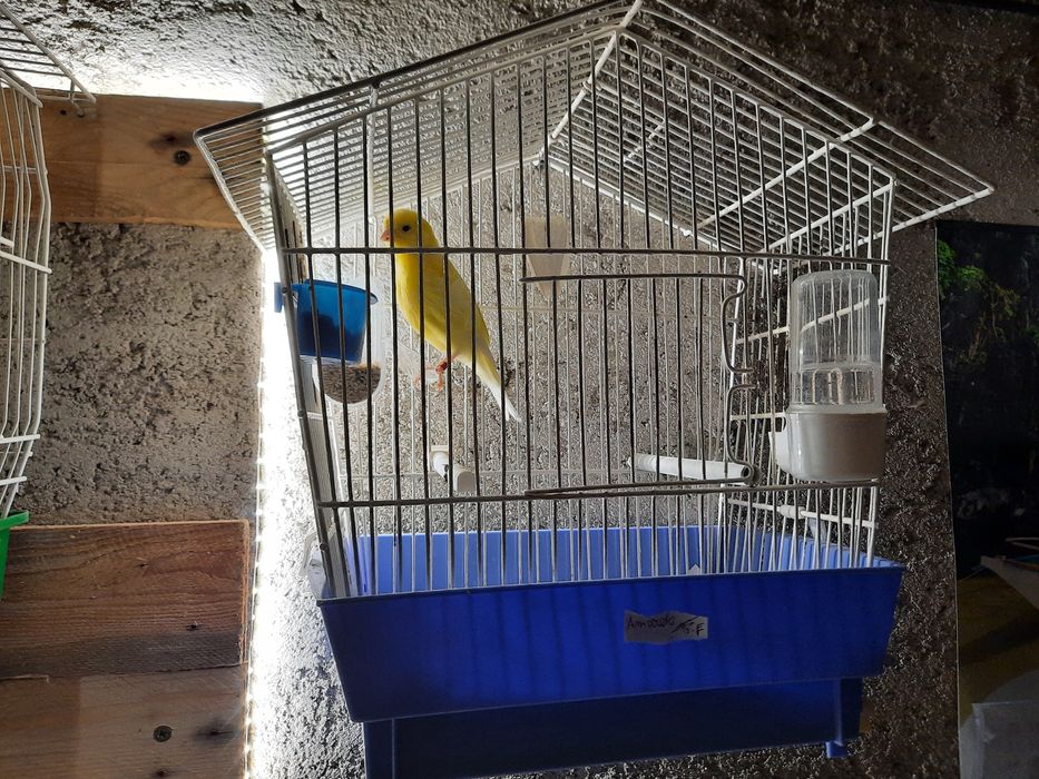 Canários para venda