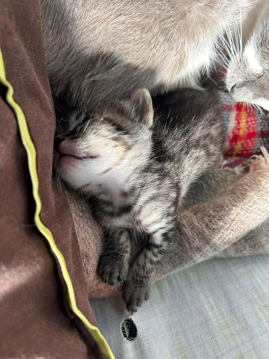 Dois gatinhos machos adoção