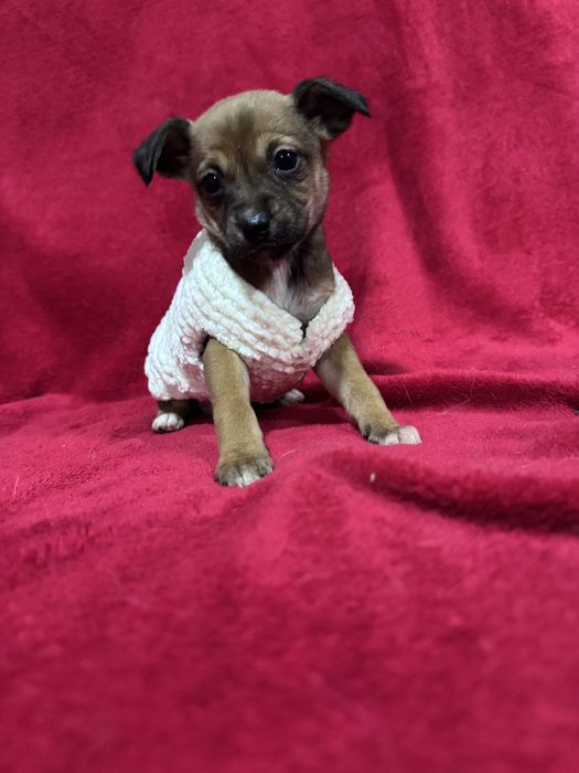 Bebés porte pequeno