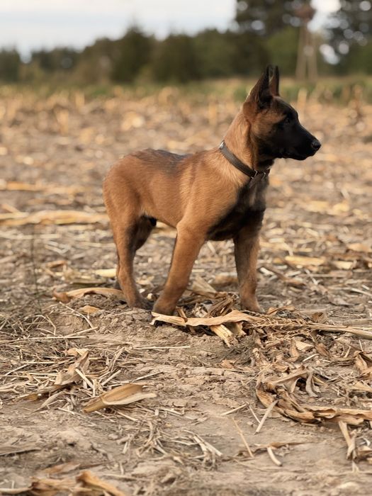 Owczarek belgijski malinois