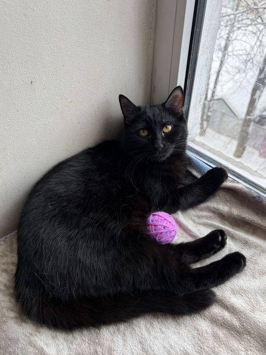 Киця, 9 місяців,шукає родину. Кішечка в добрі руки. Безкоштовно