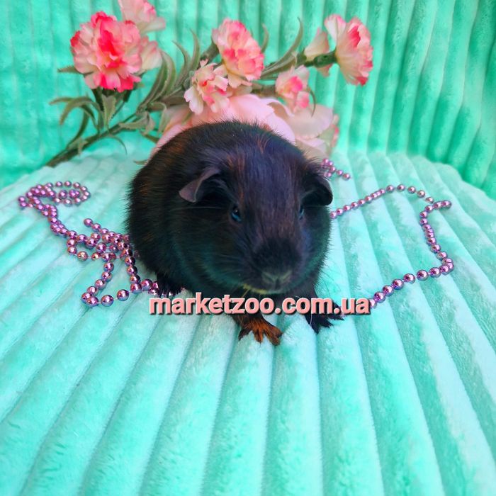 Морская морська,морские морські свинки американська американская висло