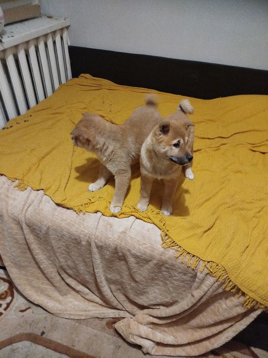 Продам щенки шиба іну