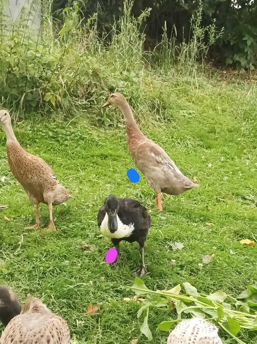 Kaczki biegus indyjski