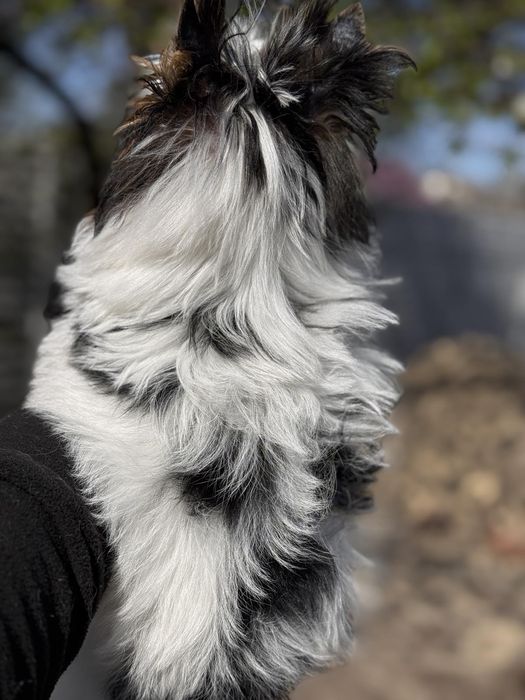 ‼️ Бивер  и́орк милый малыш