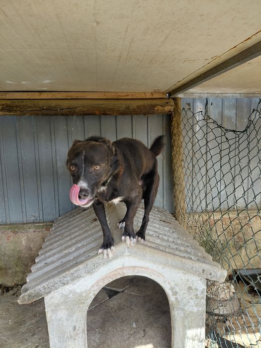 Cão meigo pequeno para adoçao