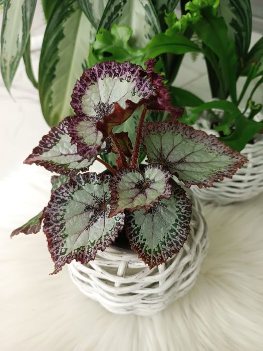 Продам бегонії різних сортів