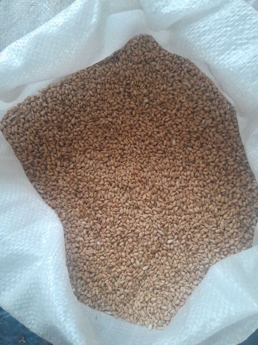 Продам пшеницю, в наявності 1 т.