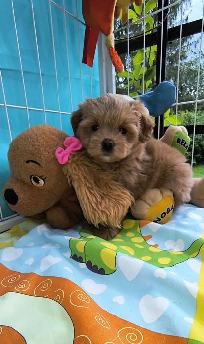 Maltipoo szczenię