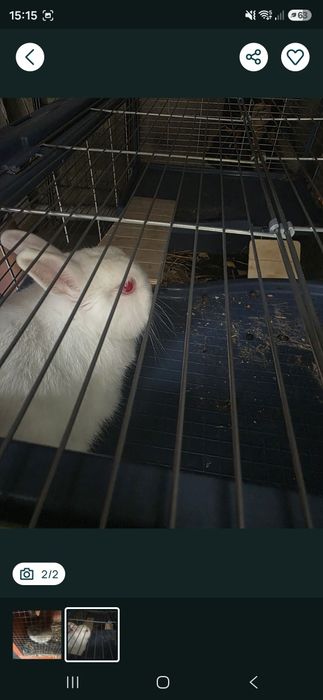 Animais venda coelhos