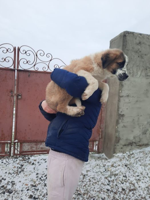 Терміново, Продаю Щення !!!