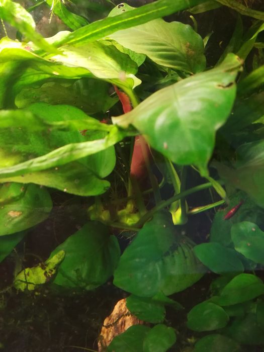 Roślina akwariowa Anubias, anubiasy