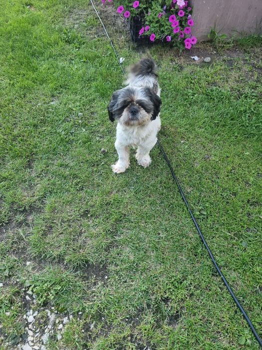 Shih tzu piesek 3 lata