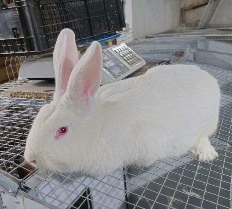 Кроличка породи темонська біла