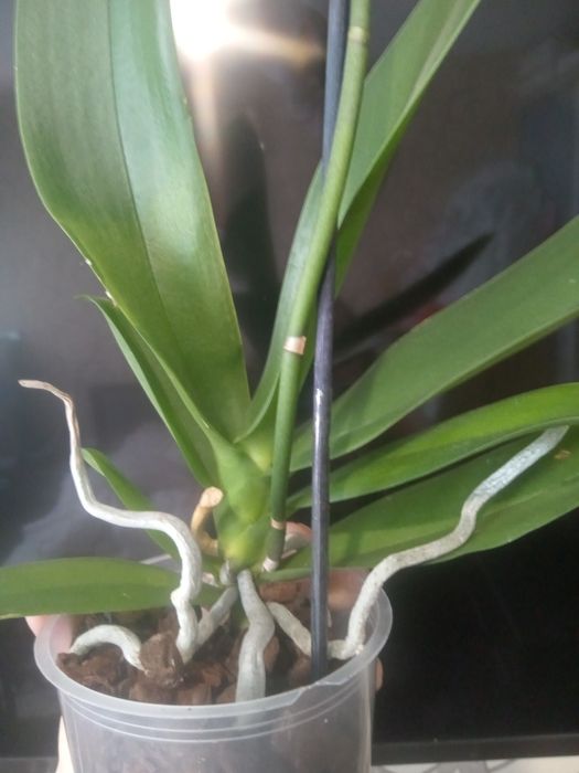 Орхідея * Гоя  *