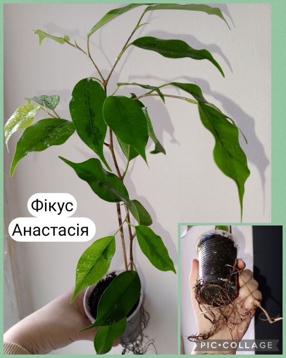 Епіфіллум King Midas. Фікус. Хавортія. Алое