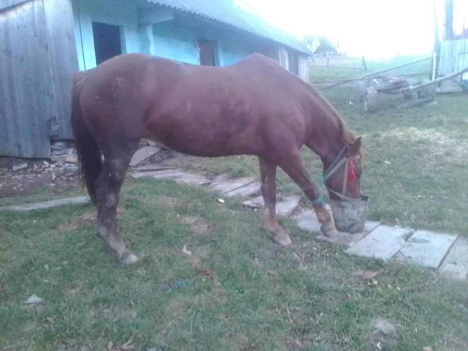 Кобила вік 5 років