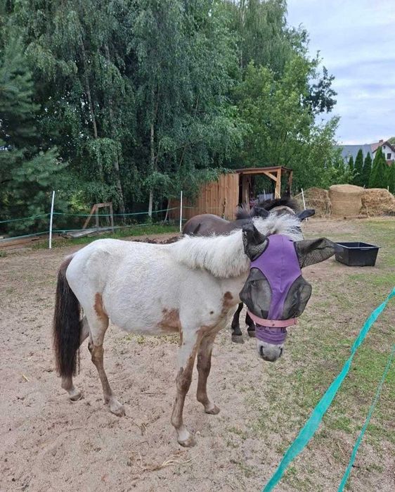 Ogierek mini appaloosa