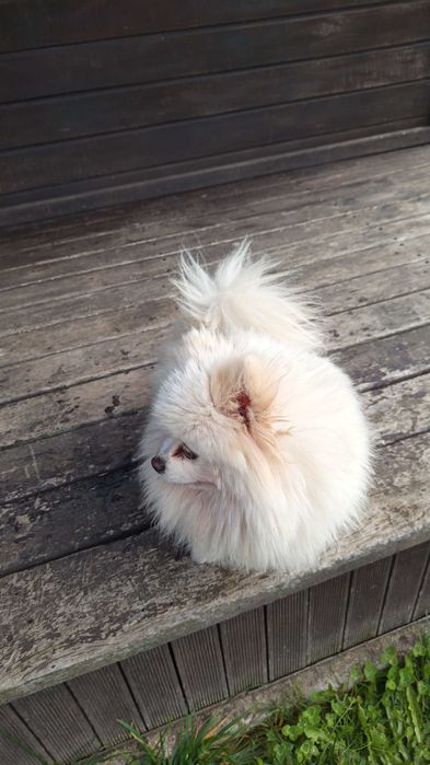 Spitz Pomerânia macho. Com pedigree