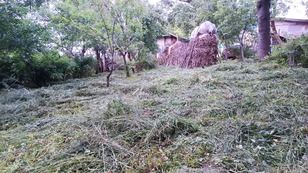 Сіно мммммм пахуче ,не тюковане, домашнє , садове, м'яке, зелене