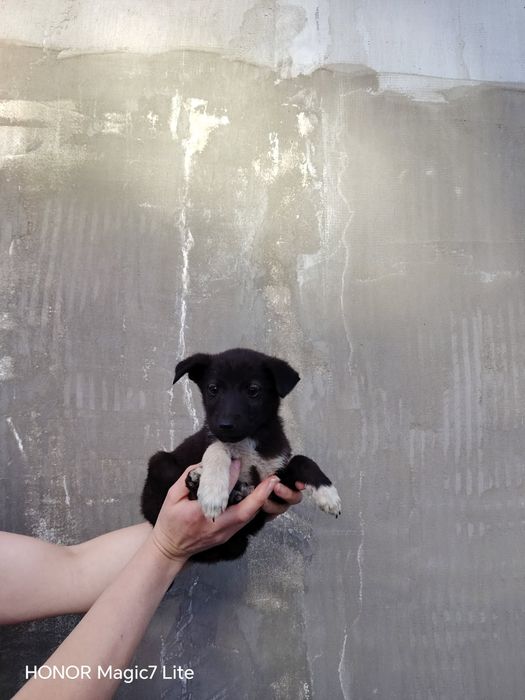 Pieski do adopcji