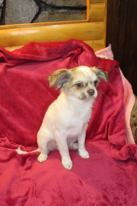 Чихуахуа хлопчик