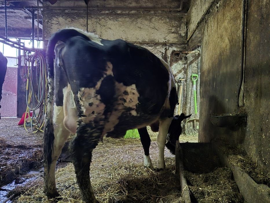 Jałówka mleczna,wysokocielna.