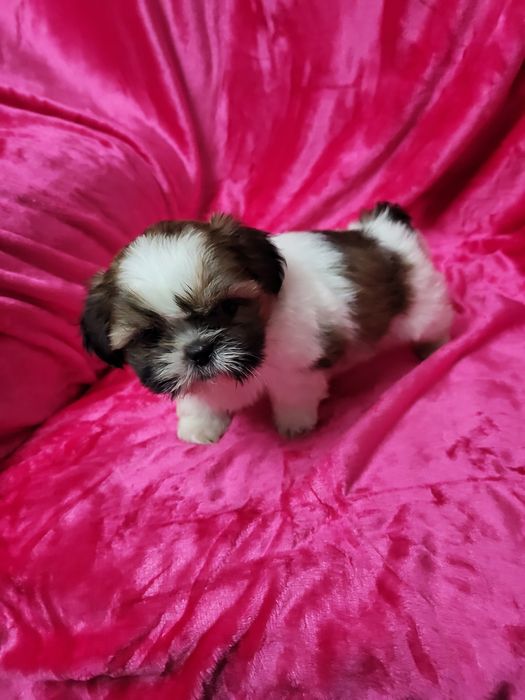 Shih-tsu menina Qualidade