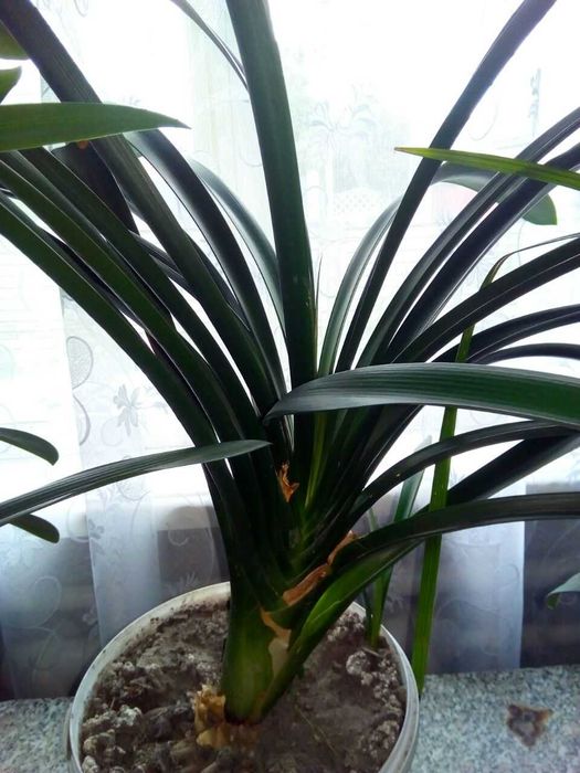 Клівія кіноварна(Clivia miniata)від 100-300 гр.