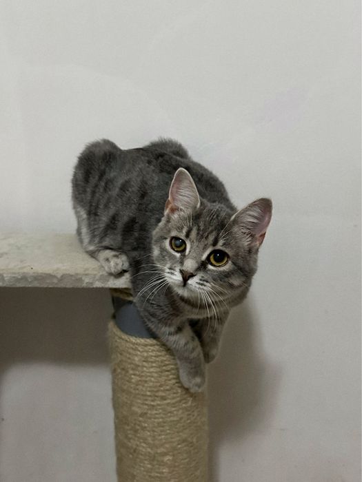 Кошеня Люсі шукає дім