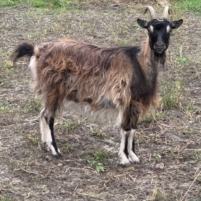 Продам молоду козу