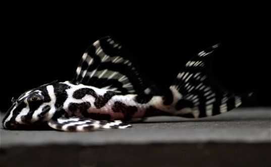 ZBROJNIK Hypancistrus sp. (L236) premium