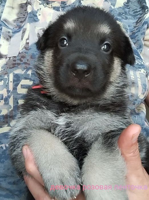 Девочки ВЕО с документами КСУ.