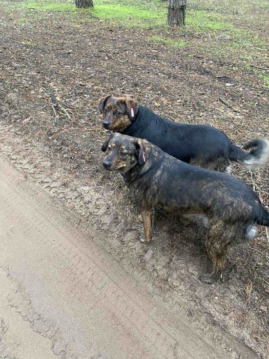 Собаки стерилизованы привиты добрые