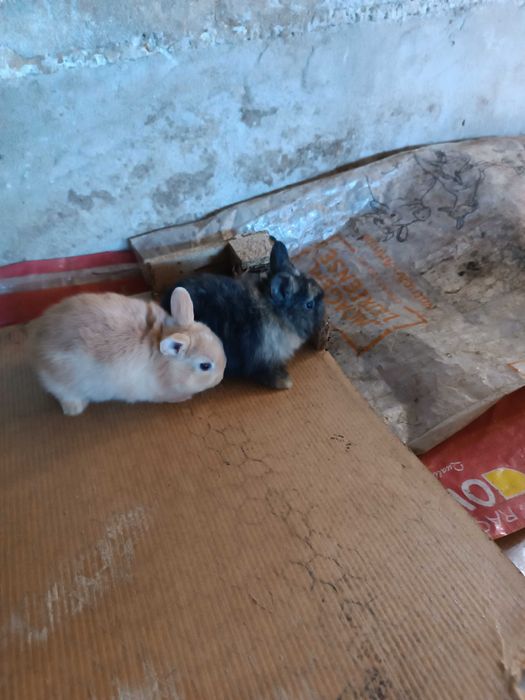 Coelhos anões  quem levar dois fica por 50€