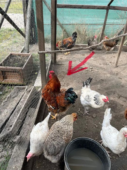 Koguty młode duże Wyandotte