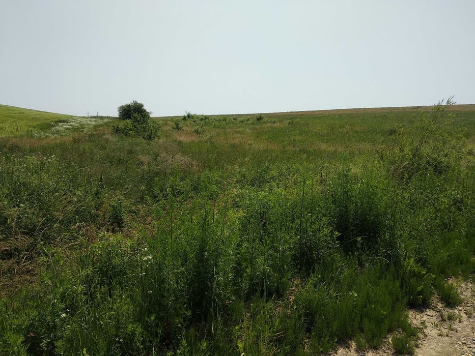 Продається ділянка на межі с. Колодіївка і с. Вовчинець, 1 лінія _RR