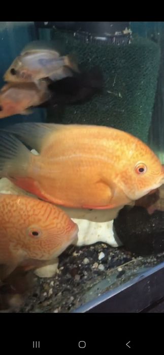 Цихлазоми Америки та Африки