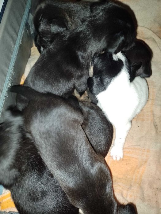 Oddam pieski w dobre ręce