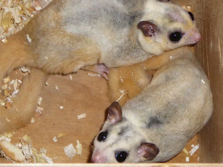 Lotopałanka karłowata Silver, Platinum, Leucistic lotopałanki parka