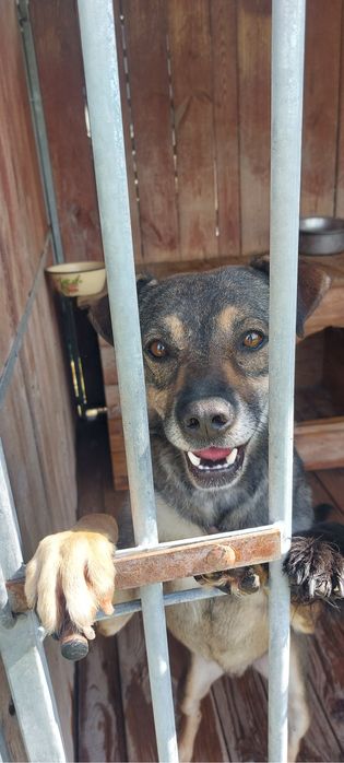 Spokojny pies do adopcji – wierny towarzysz na lata