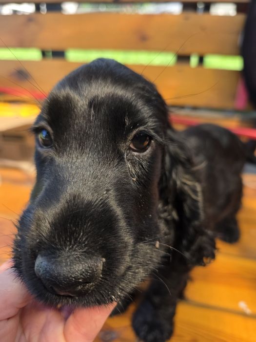 Cocker spaniel angielski Moris z  genem czekoladowym!
