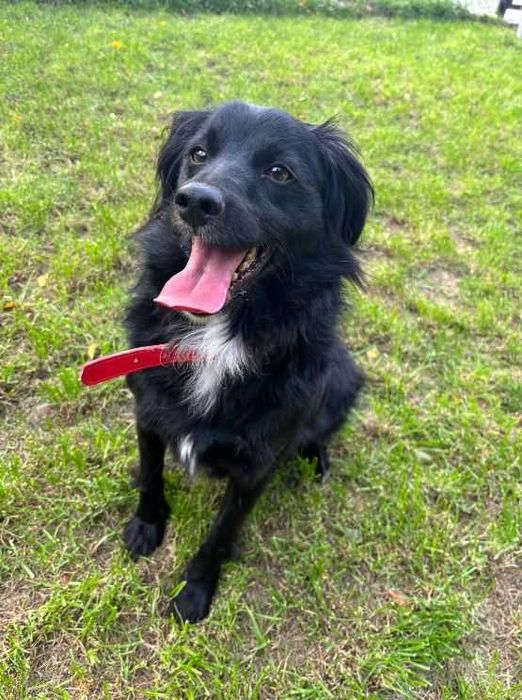 Tobi i jego wesoło merdający ogonek polecają się do adopcji :)