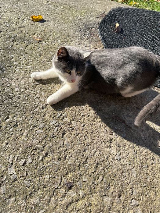 Котята в добрі руки