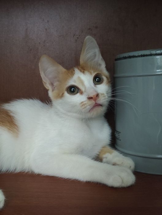 Кошенята, котята, Котёнок