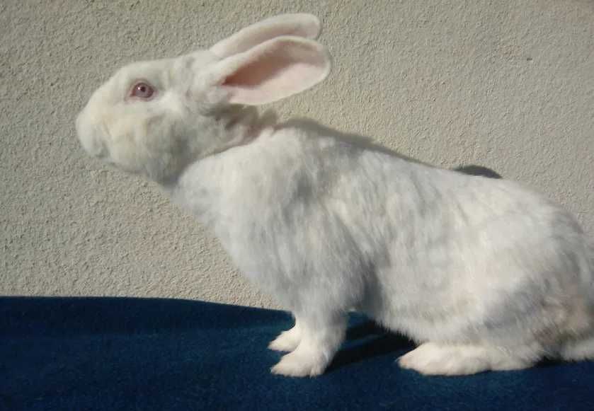 Кролики Панон: самки, самці, молодняк